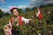 Thăm thung lũng hoa hồng đẹp ngất ngây ở Bulgaria