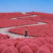 Đẹp nhất Nhật Bản mùa này chính là đồi cỏ Kochia đỏ rực, du khách đua nhau check-in đông không thấy lối đi